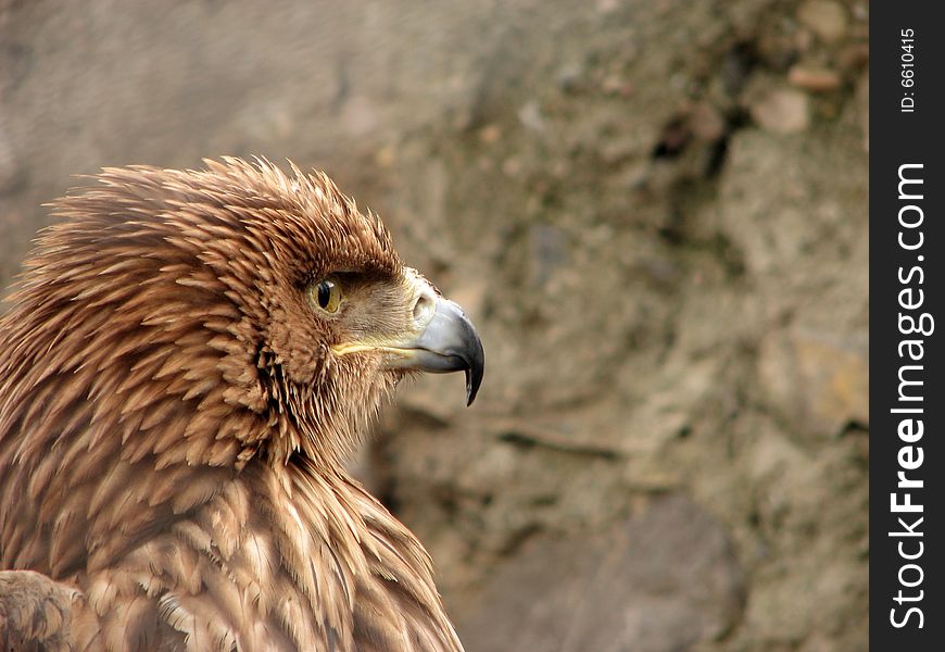 Hawk portrait capture in zoo