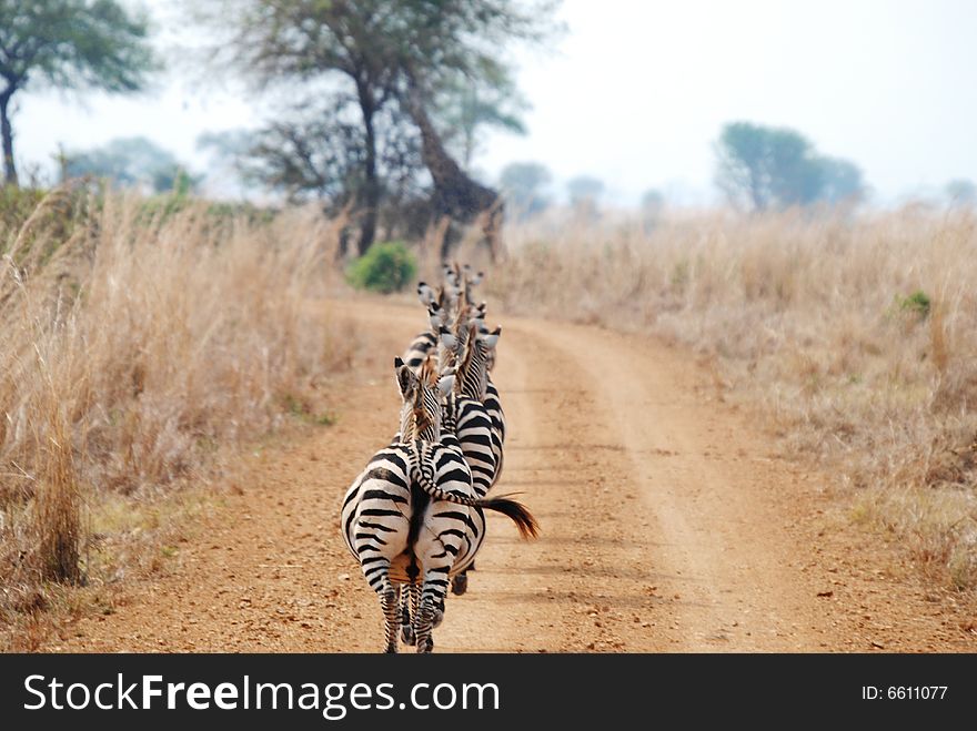 Zebras walking in line at Mikumi National Park in Tanzania