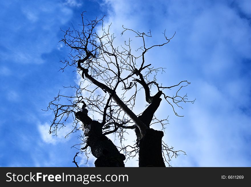 Old tree against the dark blue sky