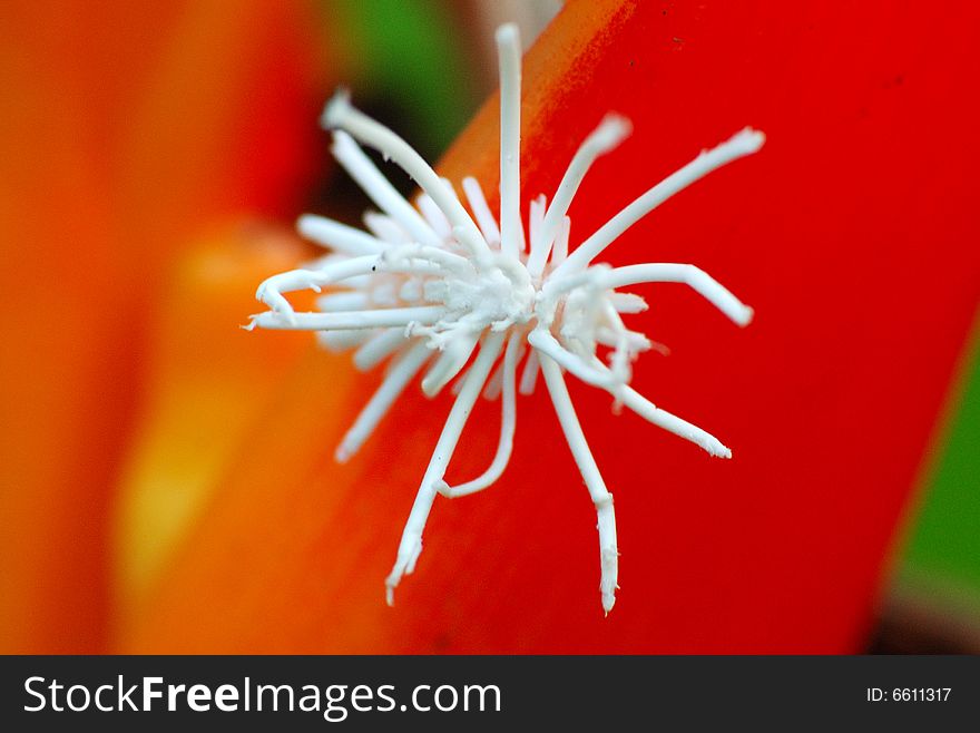 A white coloured insect found in red flower. A white coloured insect found in red flower.