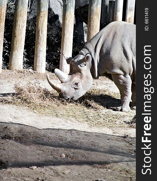 A rhinoceros feeding and foraging in a local zoo setting.