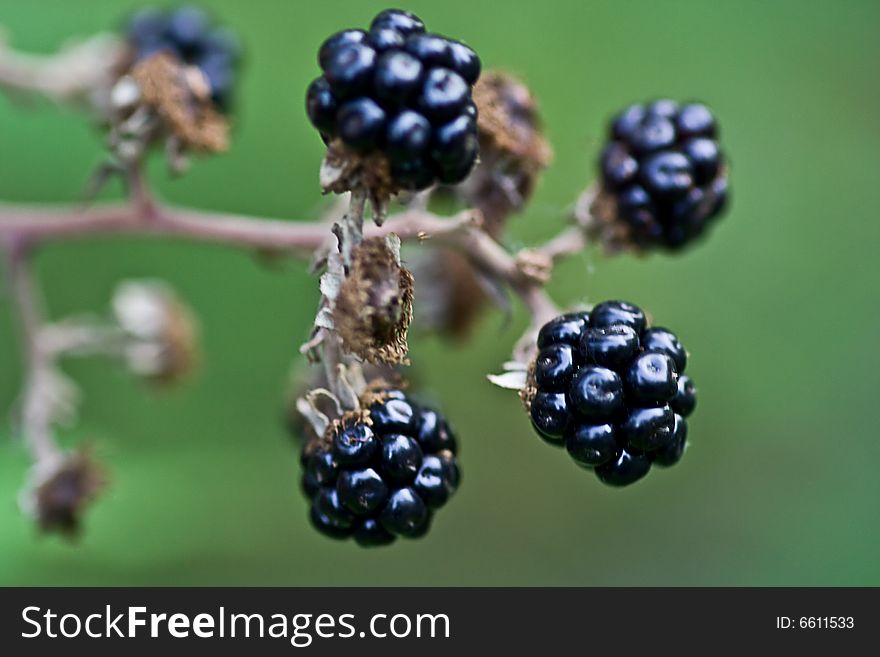 Some blackberries on a plant