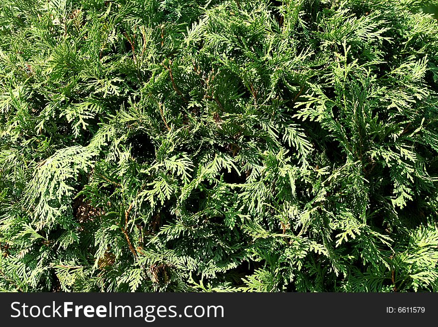 Background of conifer ever green plant pattern. Background of conifer ever green plant pattern
