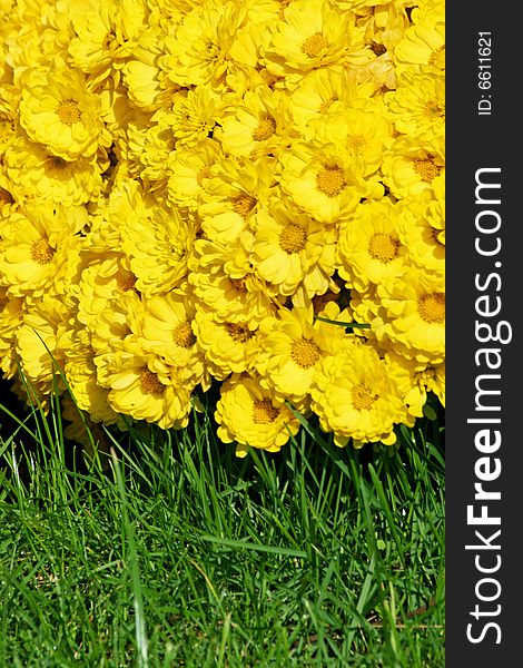 Bright yellow flowers over green green grass. Bright yellow flowers over green green grass