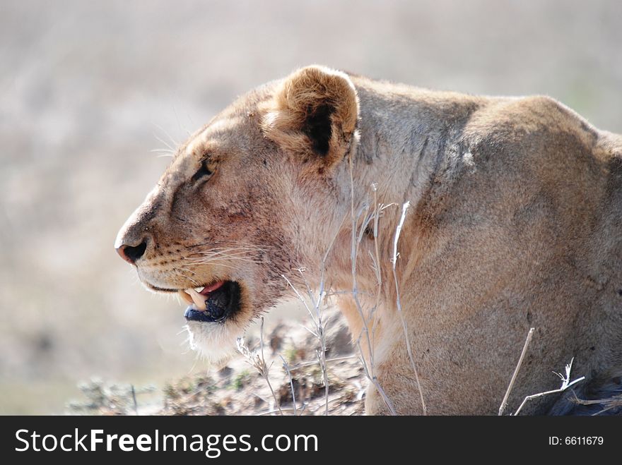 African lioness after feast at Serengeti