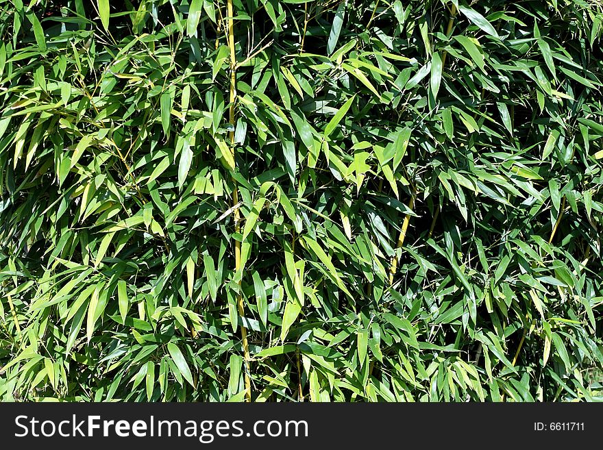 Background of bamboo green plant pattern horizontal. Background of bamboo green plant pattern horizontal