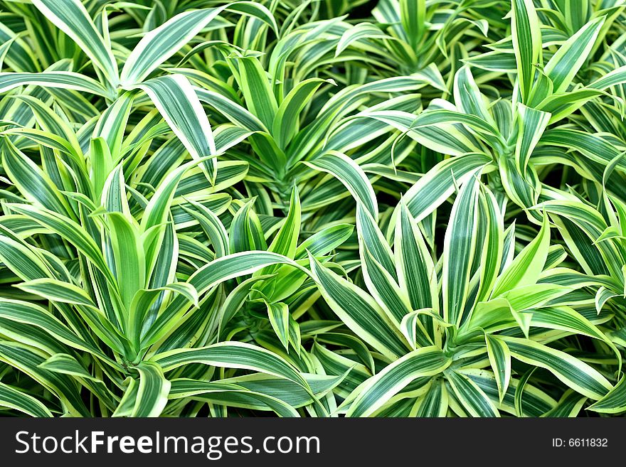 Background of green plant with long leaves. Background of green plant with long leaves