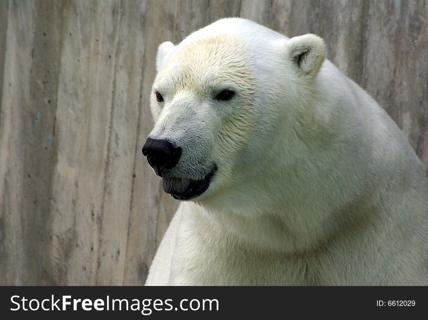 White baer with open mouth is screaming. White baer with open mouth is screaming
