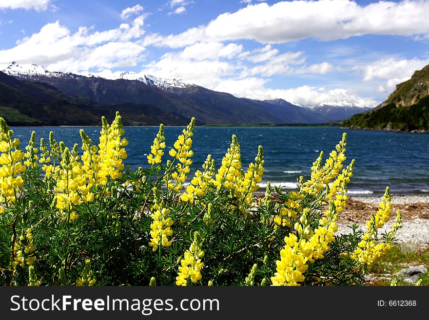 Beautiful Lavender by lake wanaka in new zealand. Beautiful Lavender by lake wanaka in new zealand