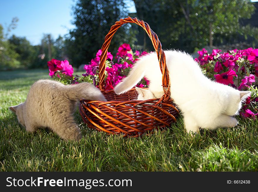 Three Kittens In A Basket