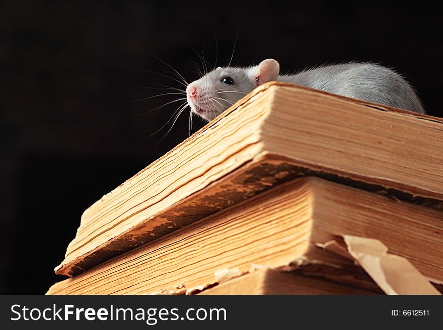 Rat  in library,focus on a head