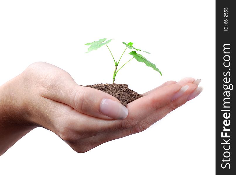 Green sprout of tree in palm of young woman. Green sprout of tree in palm of young woman