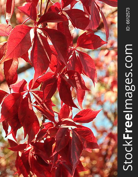 Red leaves.Focus on a center.This high resolution image was shot in RAW format for maximal image quality and it is unfiltered.