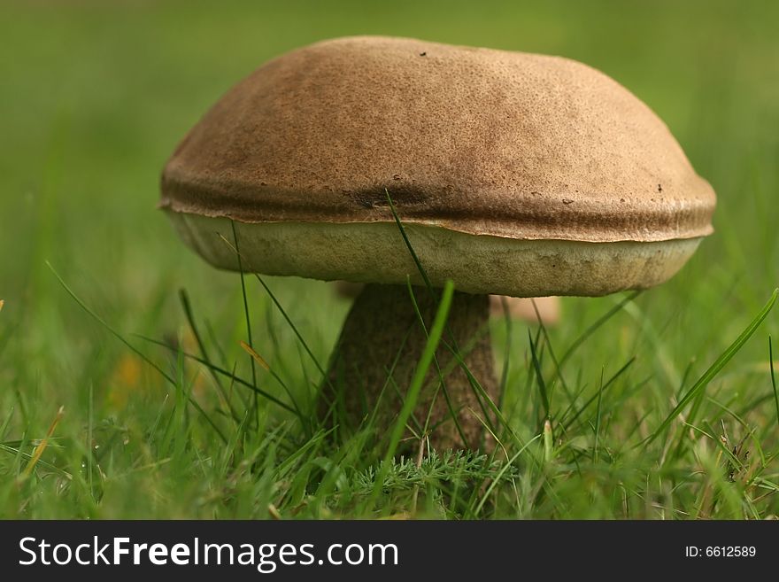 Autumn scene: Big brown mushroom in the grass. Autumn scene: Big brown mushroom in the grass