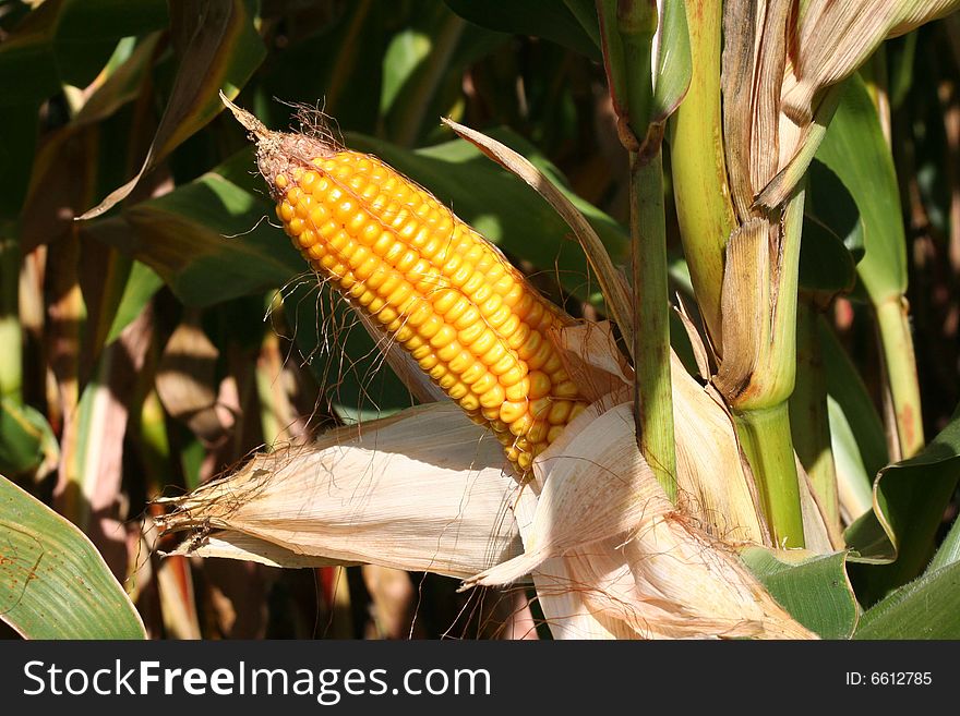 Image of an ear of corn on an autumn day