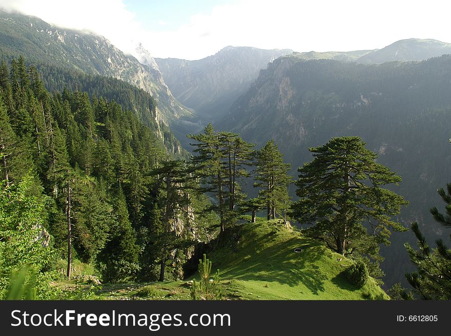Forest on the Montenegro mountains. Forest on the Montenegro mountains
