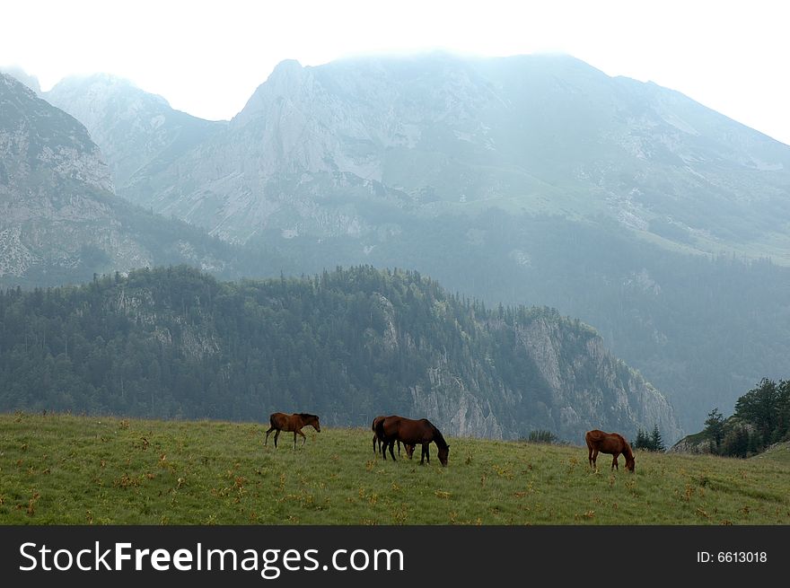 Horses on pasture on the Montenegro mountains. Horses on pasture on the Montenegro mountains