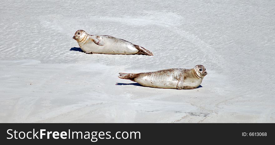 Two seals in the beach