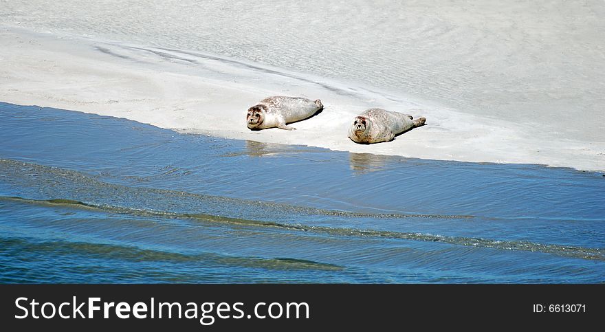 Two seals lazing a golden beach by the sea. Two seals lazing a golden beach by the sea