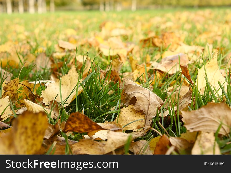 Autumn foliage in park. The fallen down foliage on a lawn