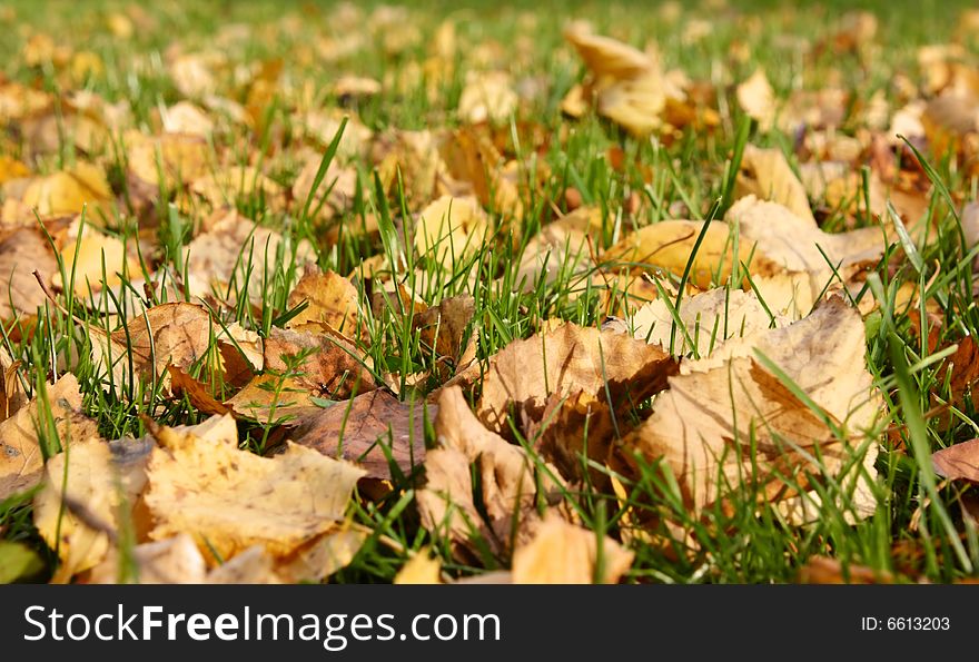 Autumn foliage in park. The fallen down foliage on a lawn