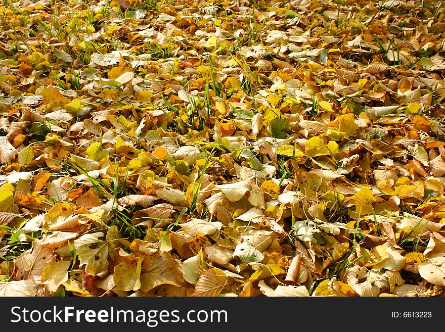 Autumn foliage in park. The fallen down foliage on a lawn