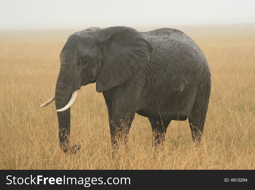 A photo of an African elephant in the rain