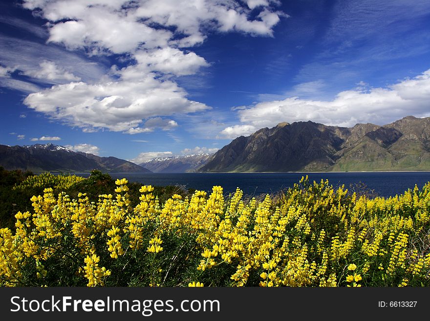 Beautiful Lavender by lake wanaka in new zealand. Beautiful Lavender by lake wanaka in new zealand