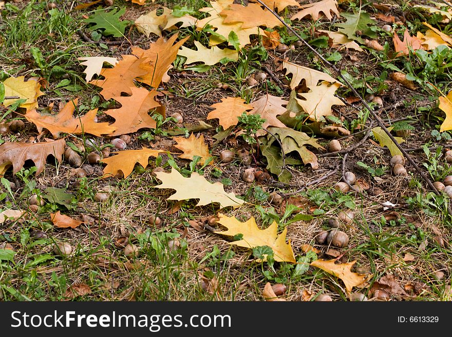 Autumn background,leaf, acorn.