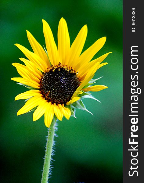 Single Sunflower with green background. Single Sunflower with green background