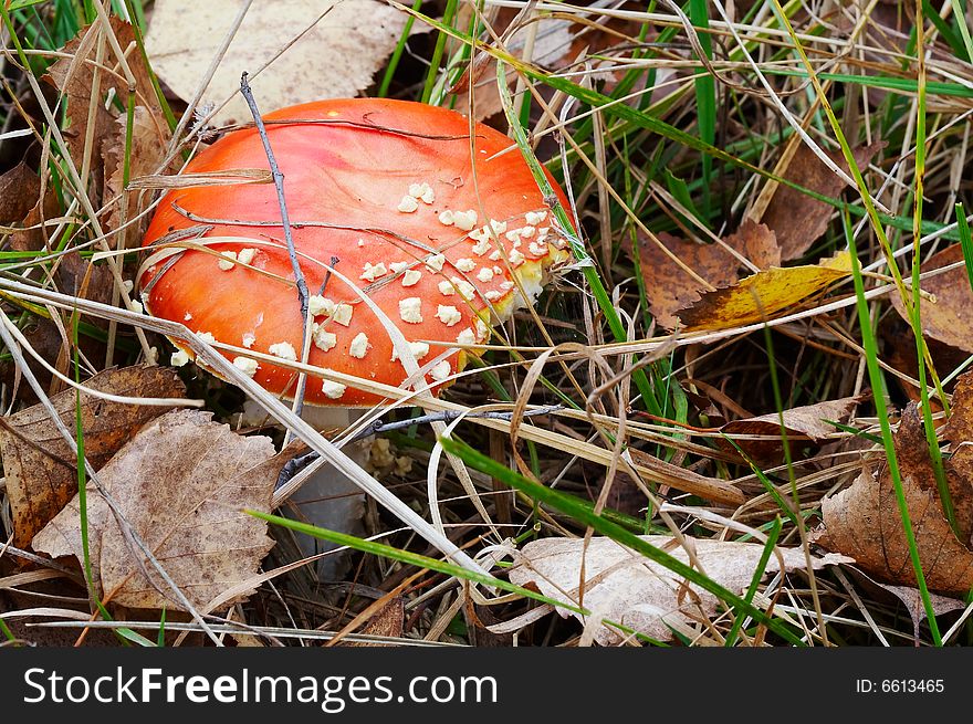 Amanita muscaria on grass in autumn