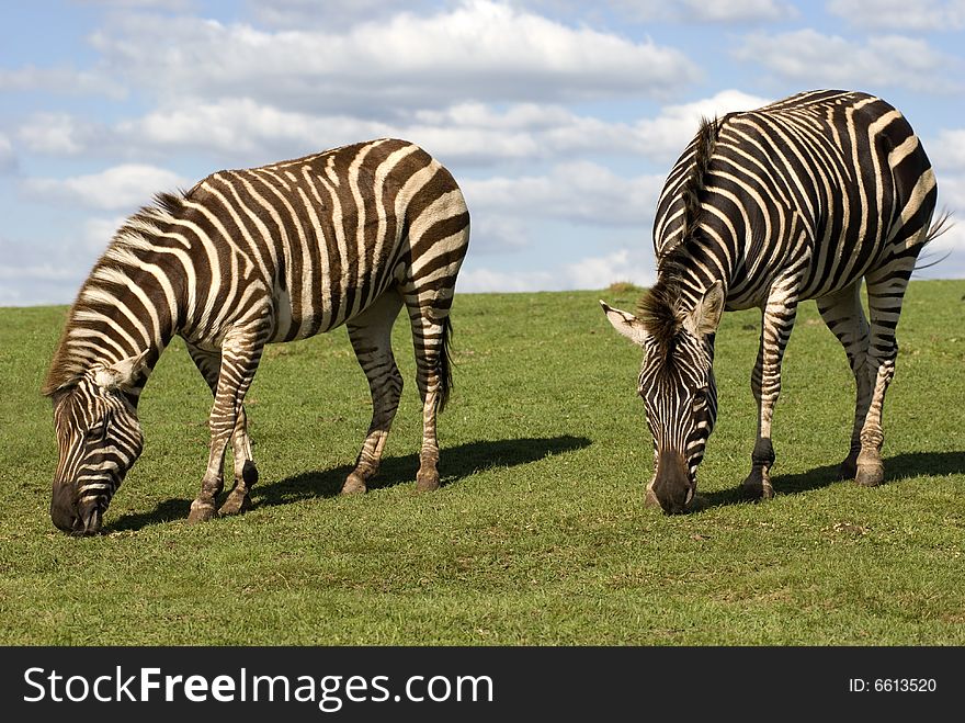 Zebra grazing on green grass. Animals in natural environment