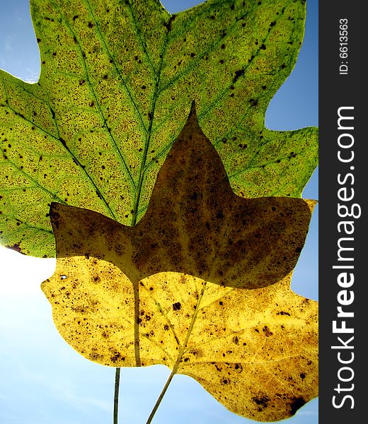 Autumn leaves against blue sky