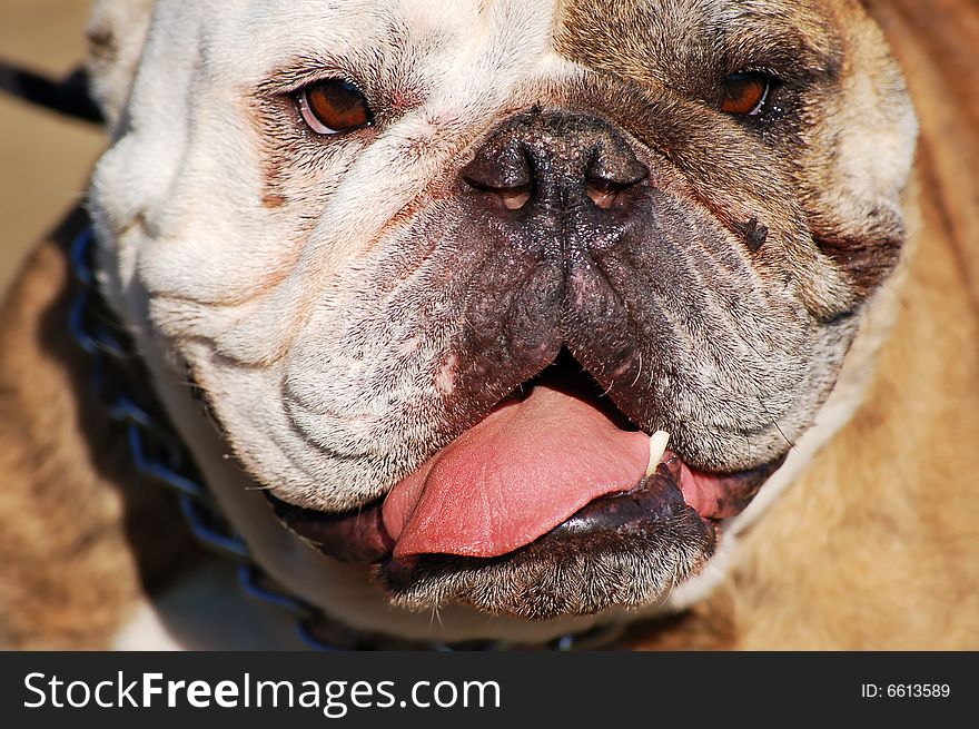 A funny looking English Bulldog