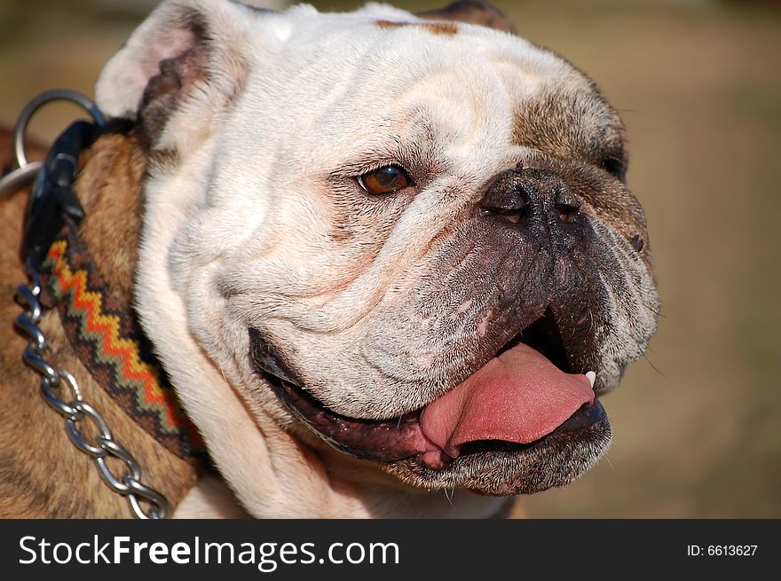 A funny looking English Bulldog