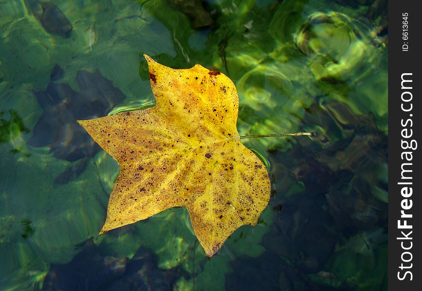 Autumn leaf floating in the water