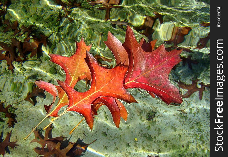 Red autumn leaves floating in the water