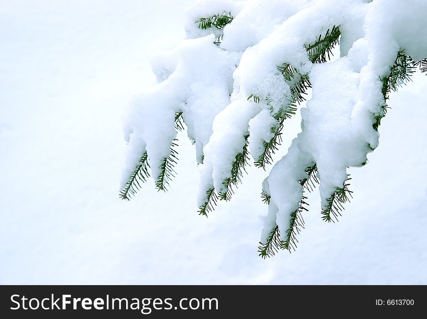 A fresh snowfall covers a branch of pine needles. A fresh snowfall covers a branch of pine needles.