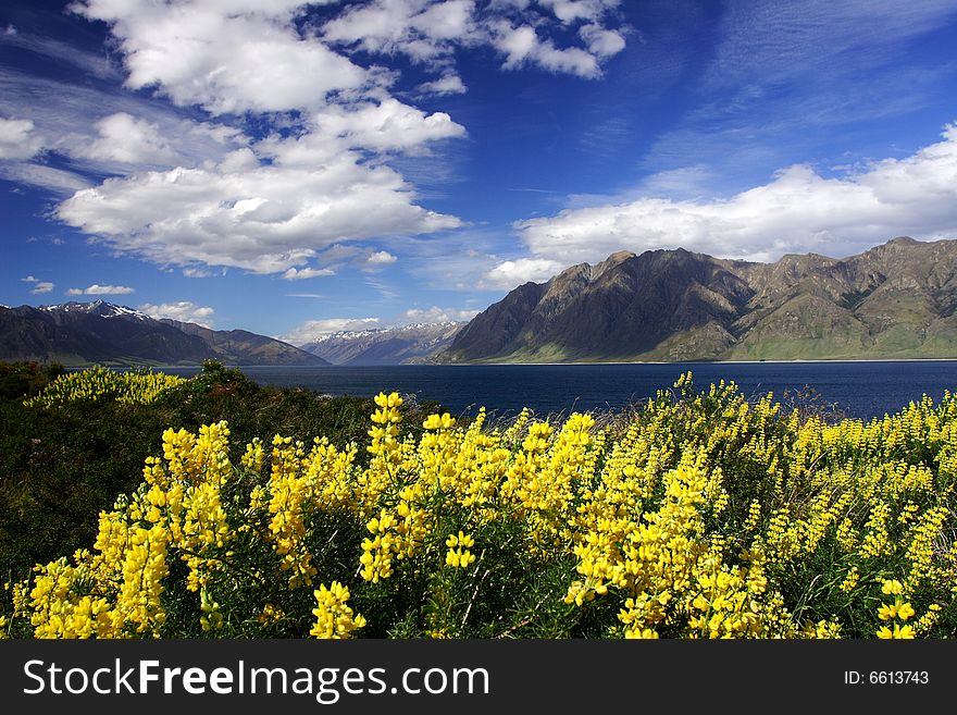 Beautiful Lavender by lake wanaka in new zealand, 200711, . Beautiful Lavender by lake wanaka in new zealand, 200711,