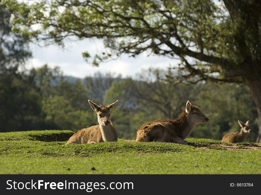 Deer in freedom. Group of animals.