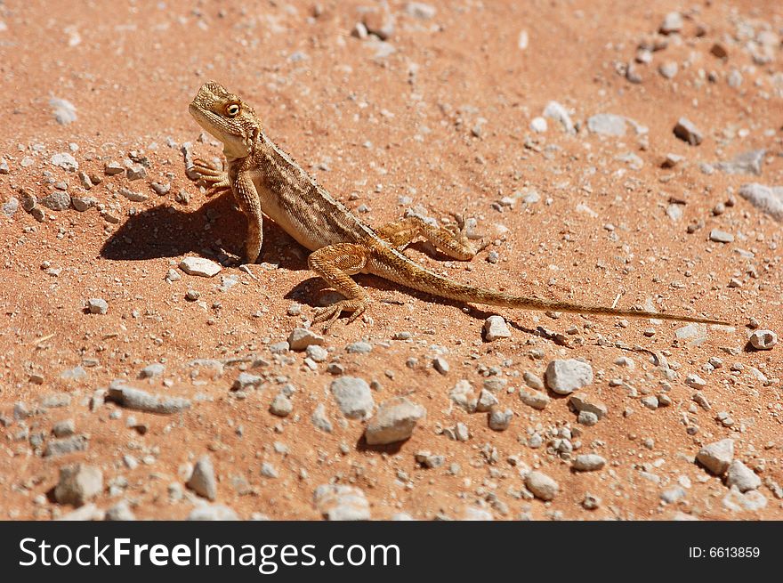 Female Ground Agama (Agama aculeata) in the Kalahari Desert, Southern Africa.