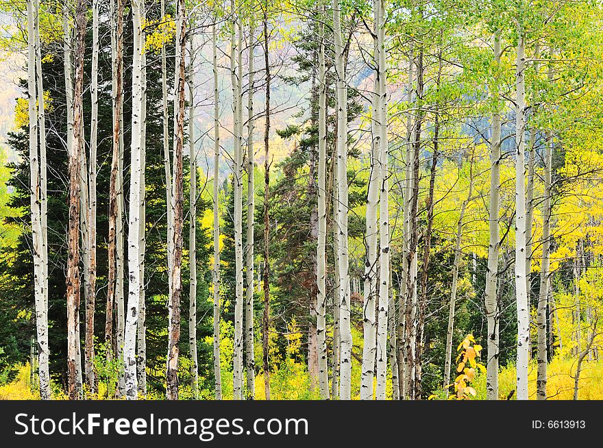 Aspen Trees In Autumn