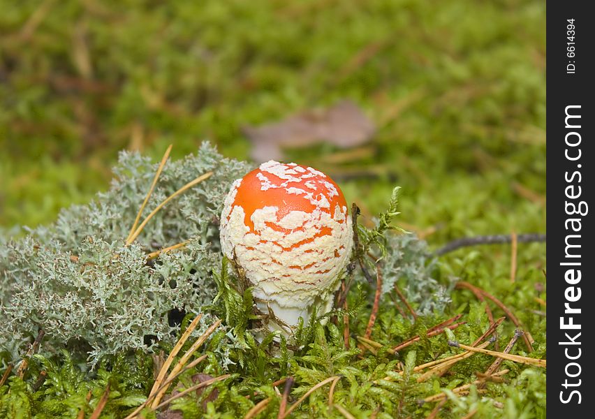 Fly Agaric, Moss