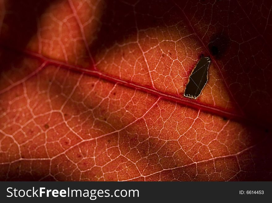 Structure red leaf in autumn