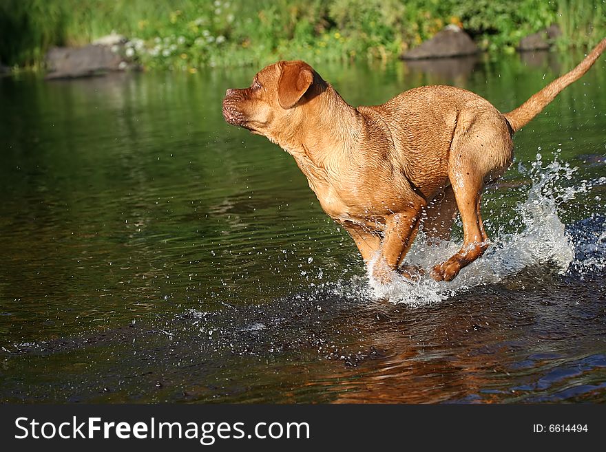 Young dog is playing in the water. Young dog is playing in the water