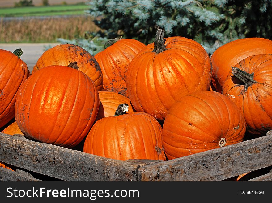 Old wooden crate filled with pumpkins. Old wooden crate filled with pumpkins.