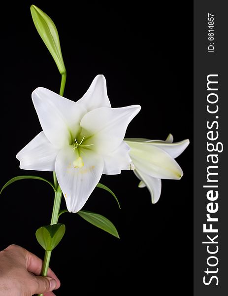 Lilly  flower closeup