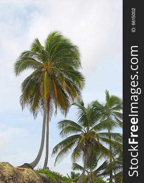 Coconut tree with the blue sky in the background