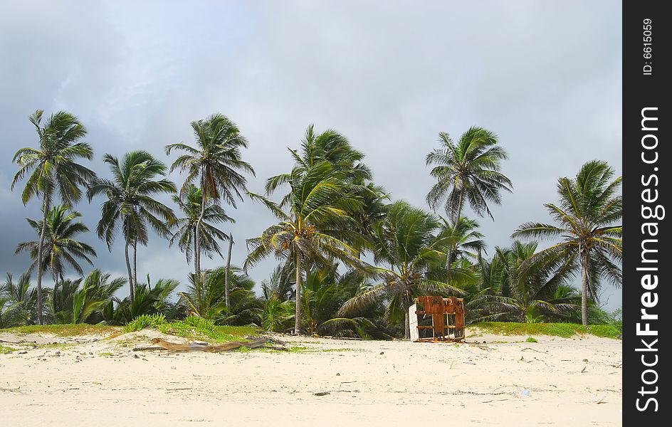 Coconut Tree At Beach