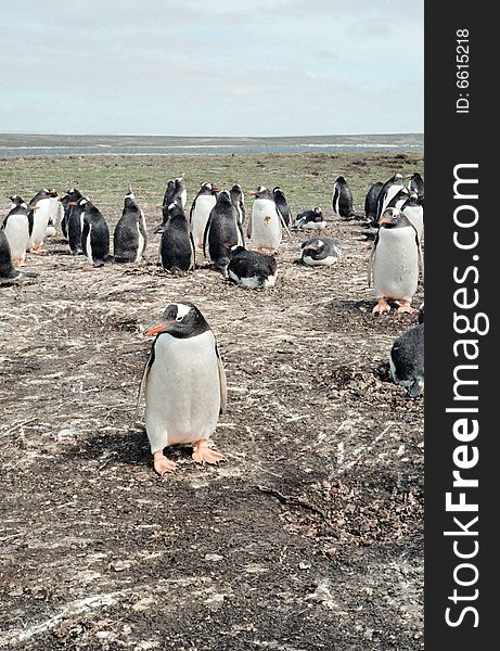 Gentoo Penguin Colony in the Falkland Islands.